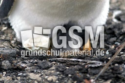 Eselspinguin (75 von 97).jpg